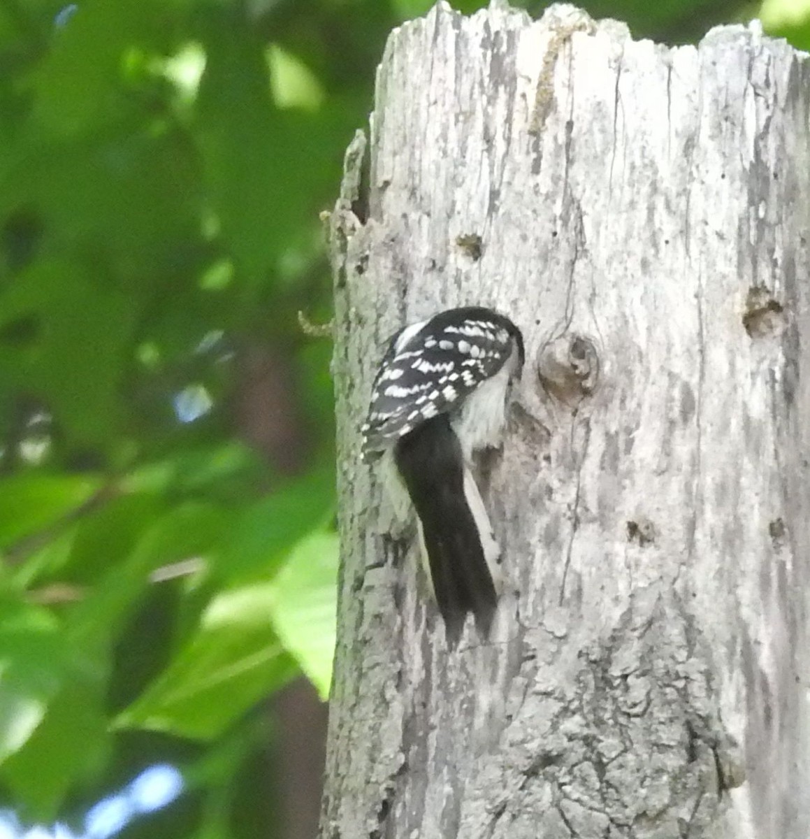 Downy Woodpecker - ML457921221