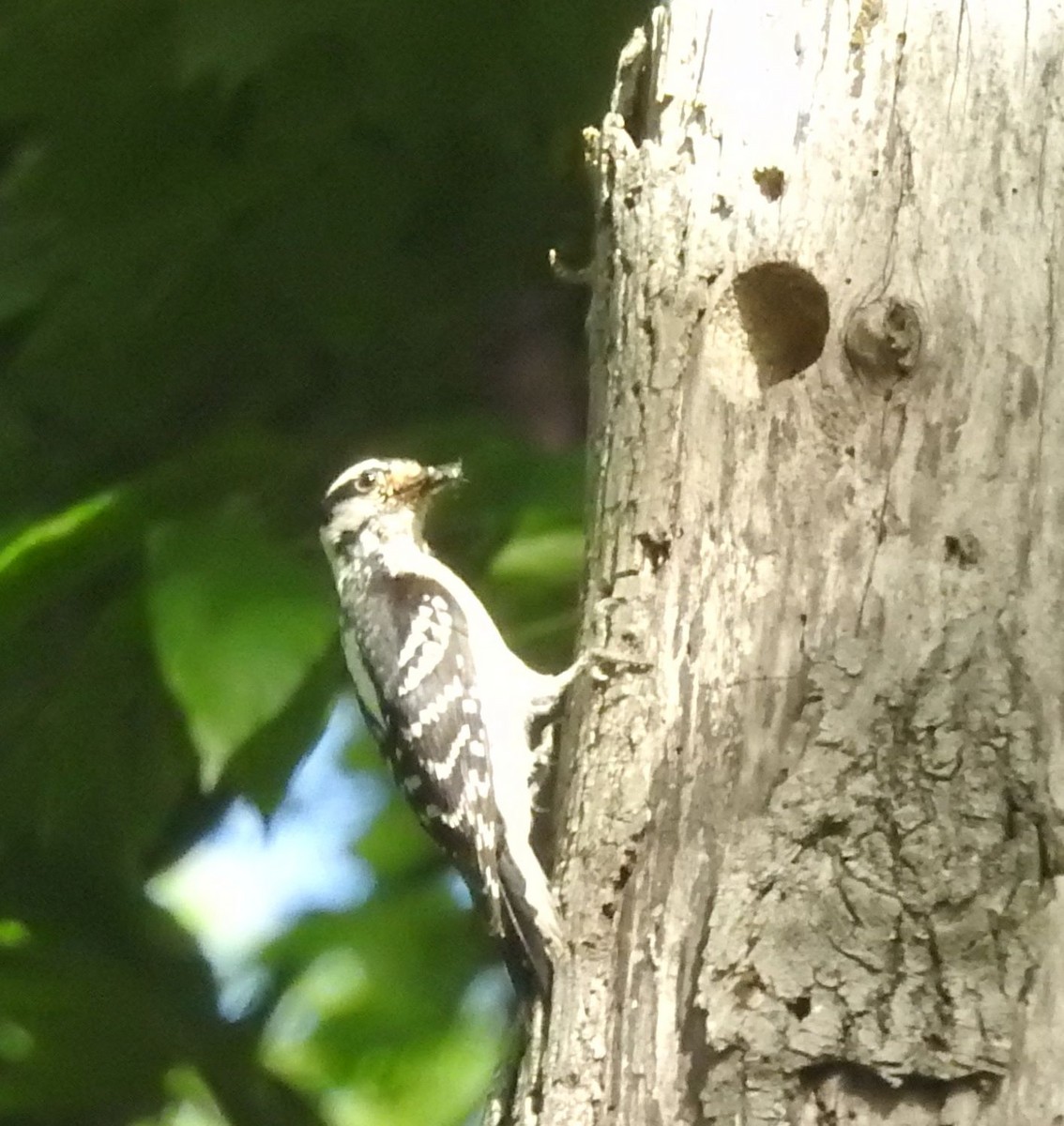 Downy Woodpecker - ML457921231