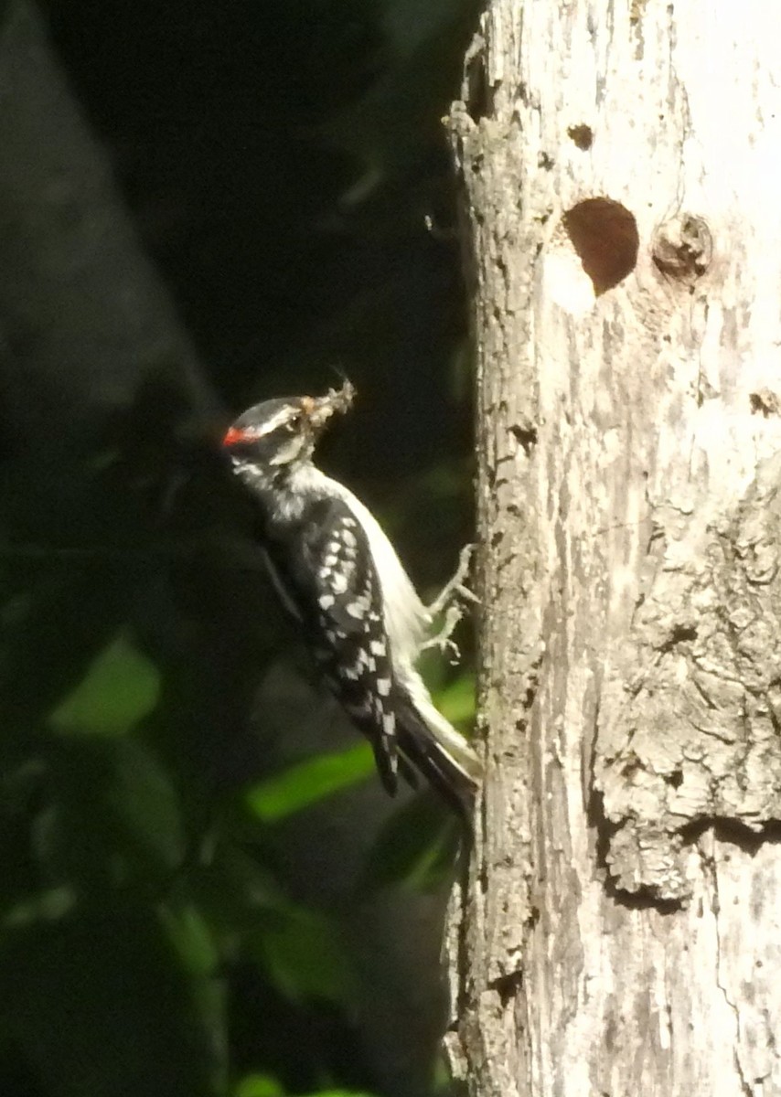 Downy Woodpecker - ML457921241