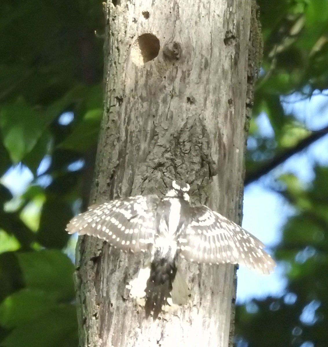 Downy Woodpecker - ML457921251