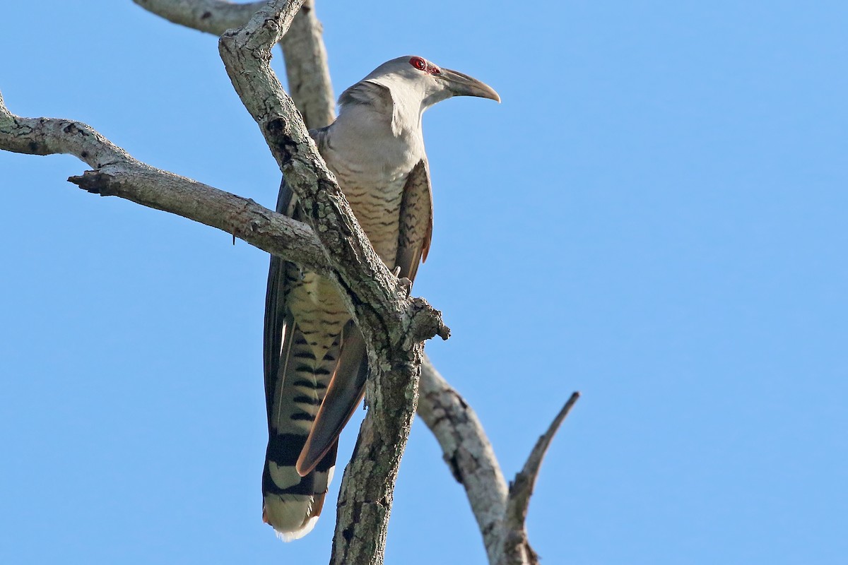 Channel-billed Cuckoo - ML457921801