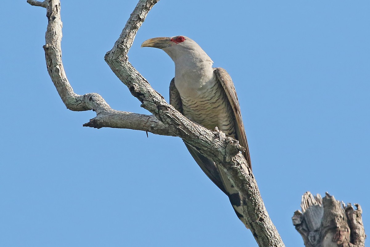 Channel-billed Cuckoo - ML457921811