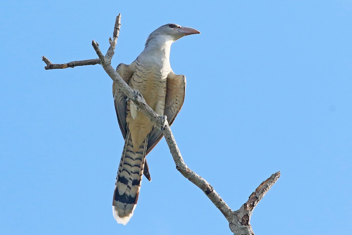 Channel-billed Cuckoo - ML457921831