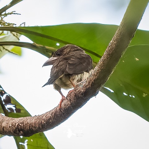 Sooty Barbet - ML457922511