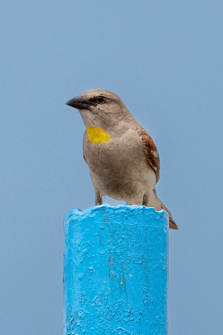 Yellow-throated Sparrow - Vivek Saggar