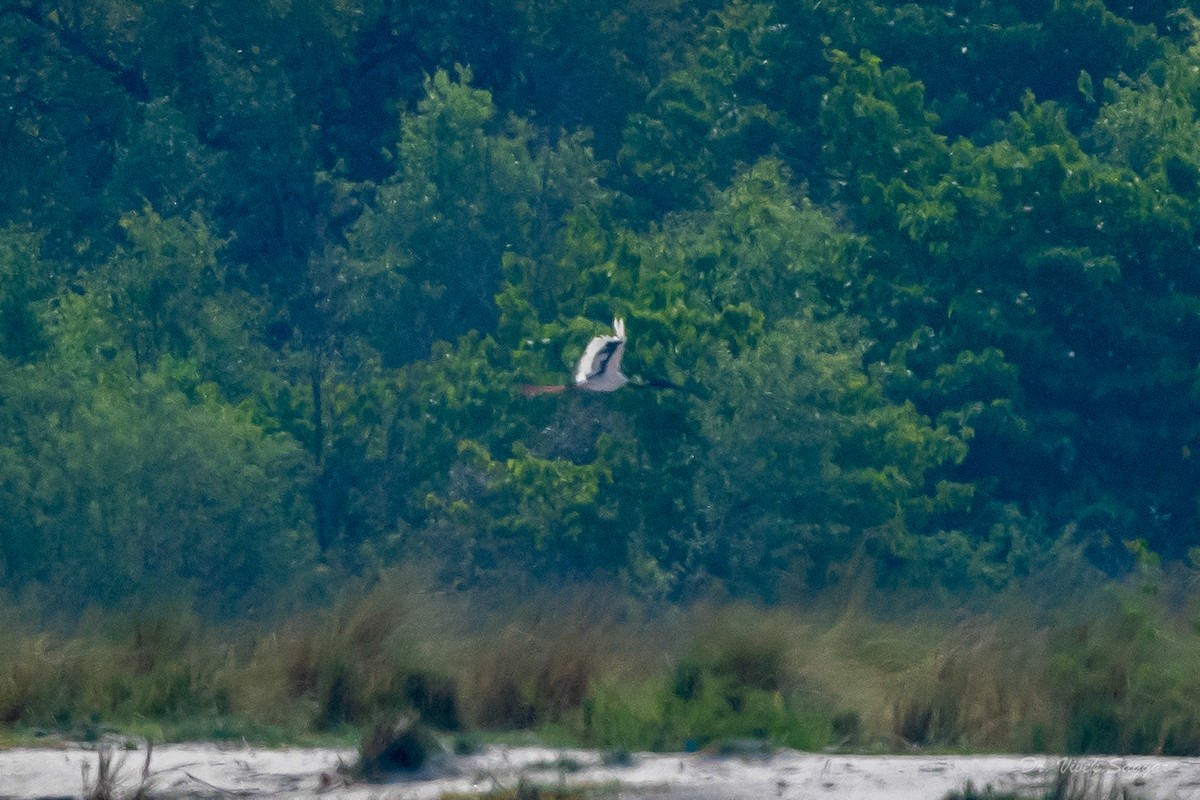 Black-necked Stork - ML457925331