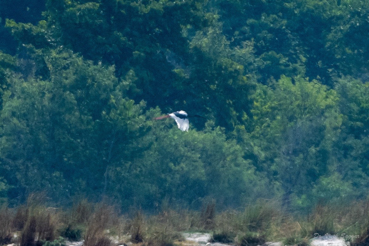 Black-necked Stork - ML457925341