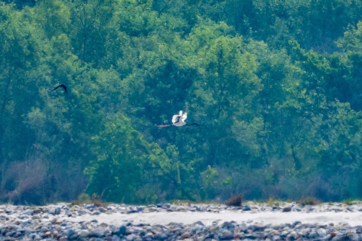 Black-necked Stork - ML457925371