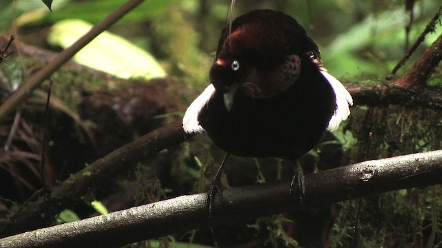 Bronze Parotia - ML457926