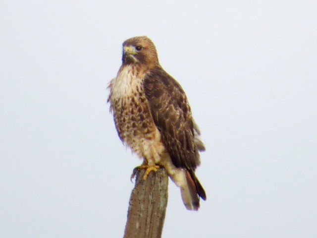 Red-tailed Hawk - Bob Greenleaf