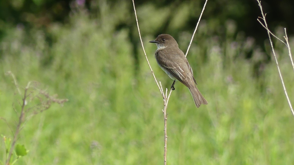 Eastern Phoebe - Leslie Sours