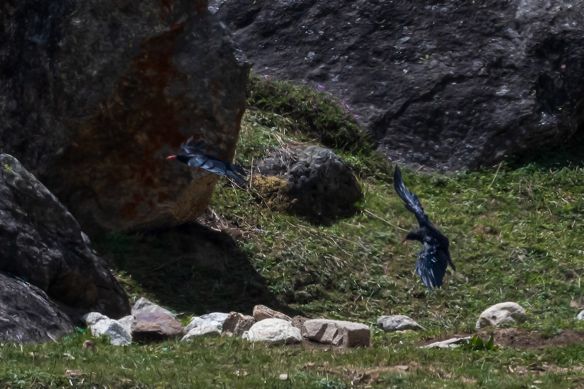 Red-billed Chough - Vivek Saggar