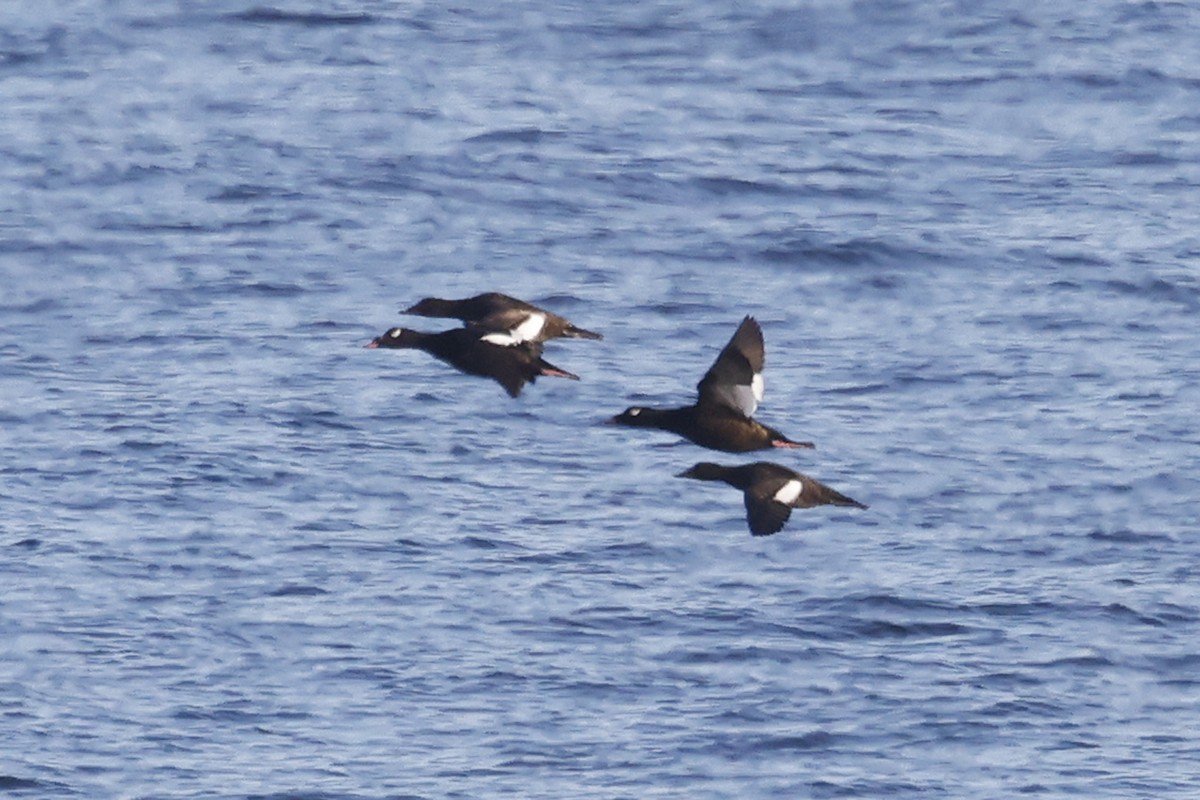 White-winged/Stejneger's Scoter - ML457928691