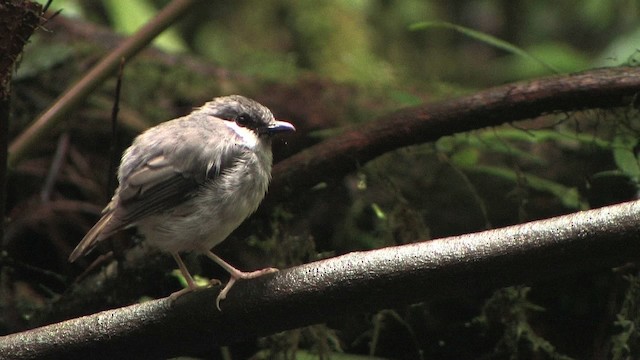 Graukopf-Farnschnäpper - ML457929