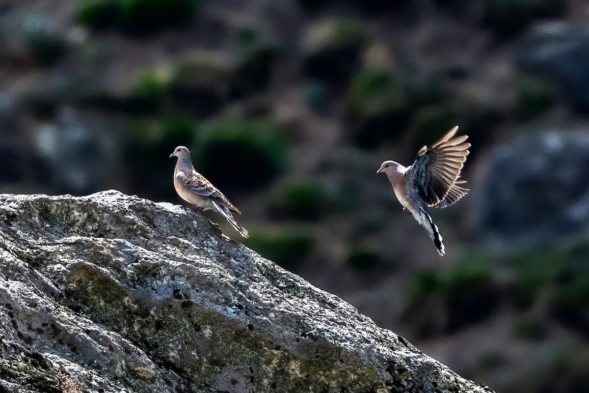 Oriental Turtle-Dove - ML457929671