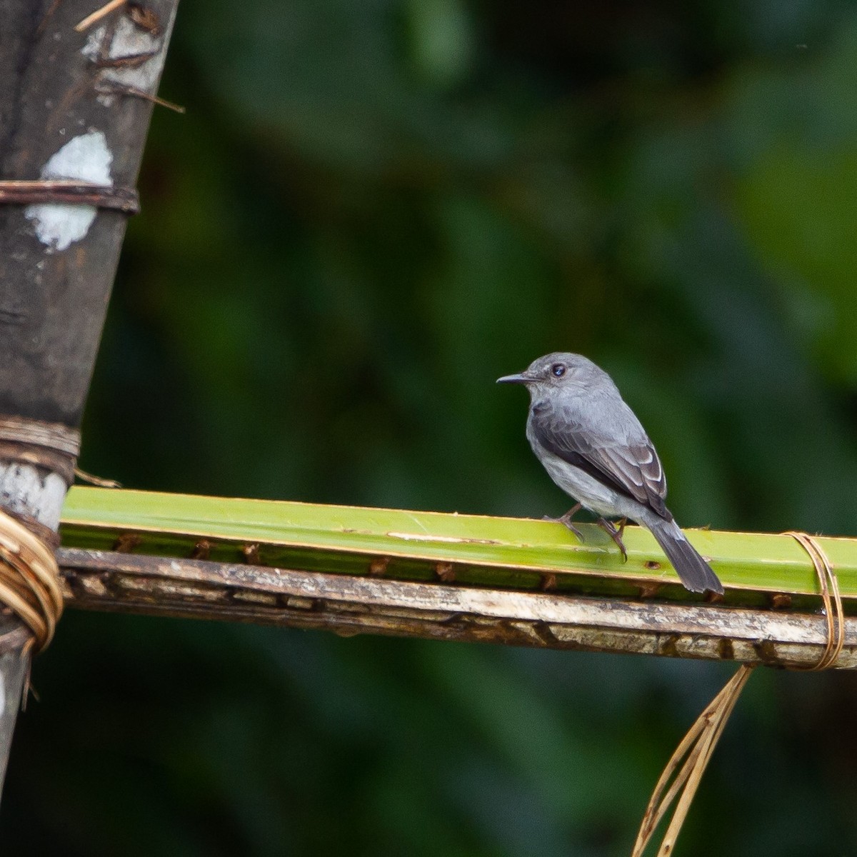 Cassin's Flycatcher - ML457930301