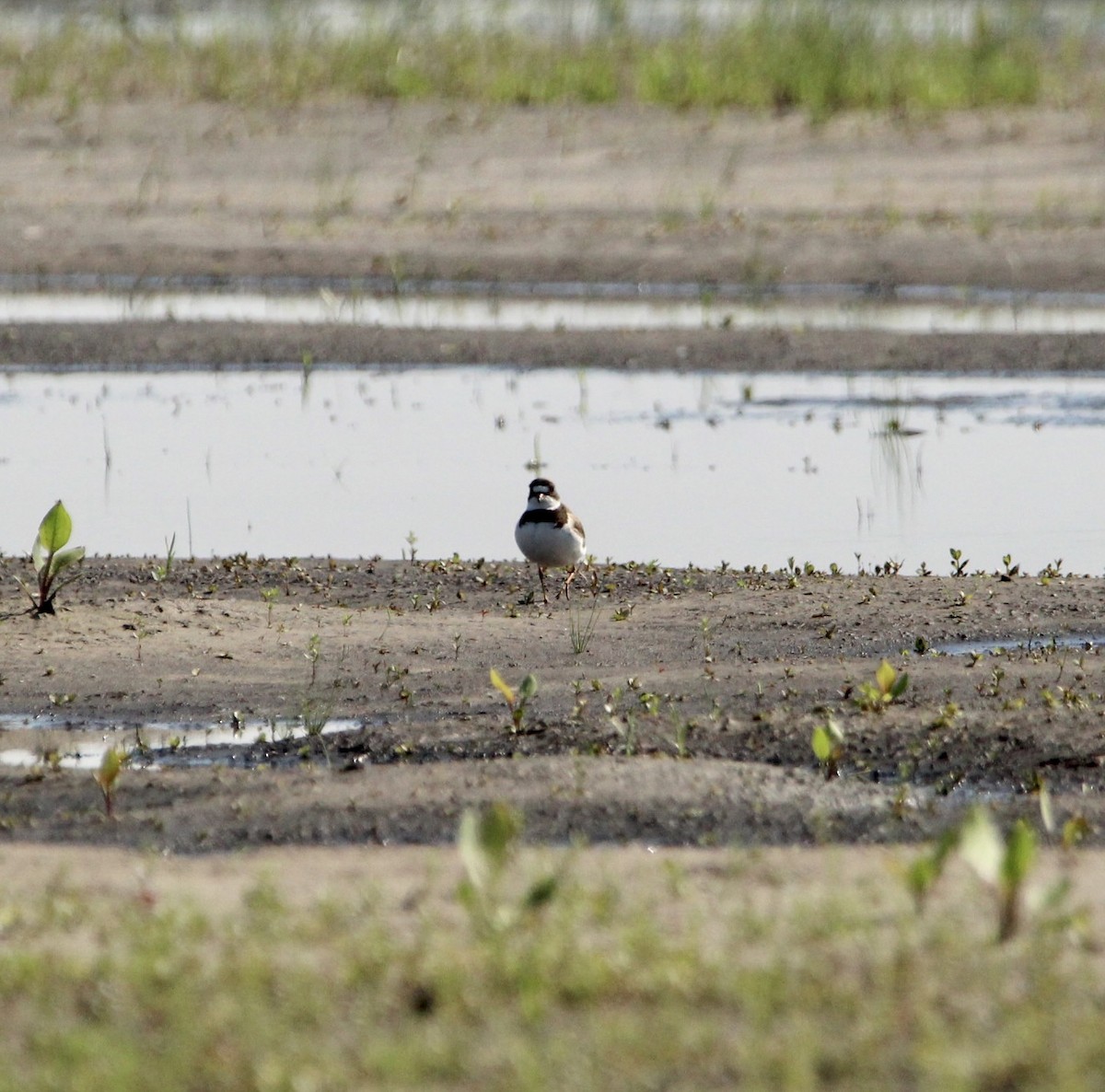 Semipalmated Plover - ML457930811
