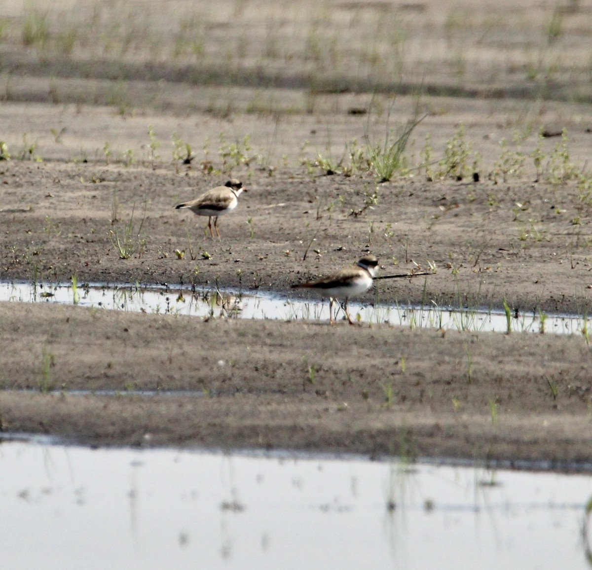 Semipalmated Plover - ML457930821