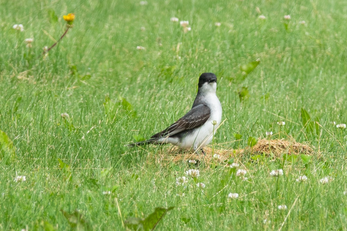 Eastern Kingbird - Becky Kent