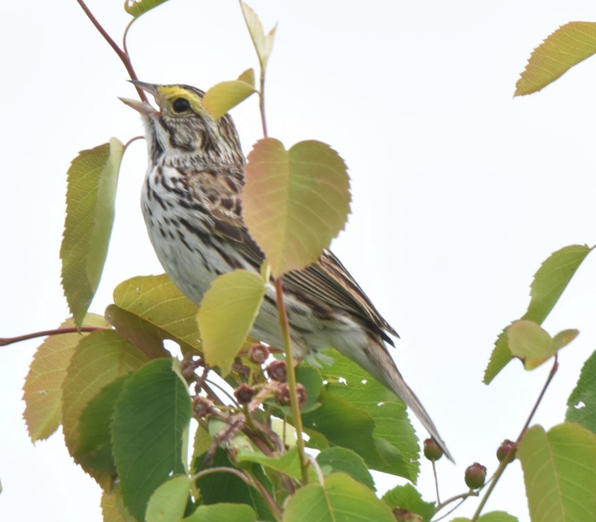 Savannah Sparrow - ML457932801