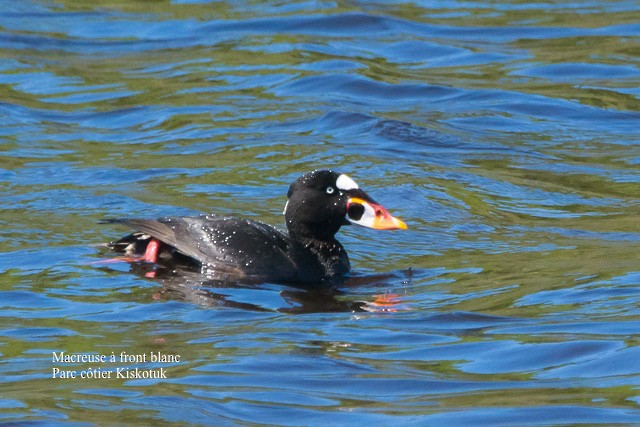 Surf Scoter - ML457936071