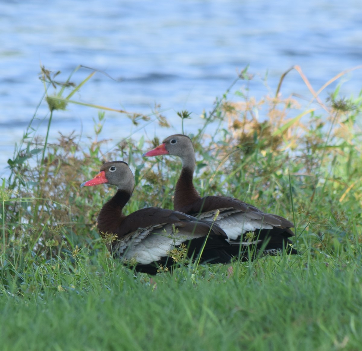 Black-bellied Whistling-Duck - ML457936221