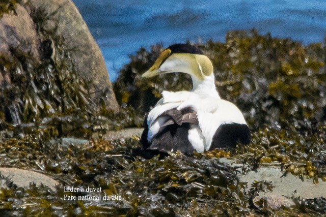 Common Eider - Louis & Celine St-Arnaud