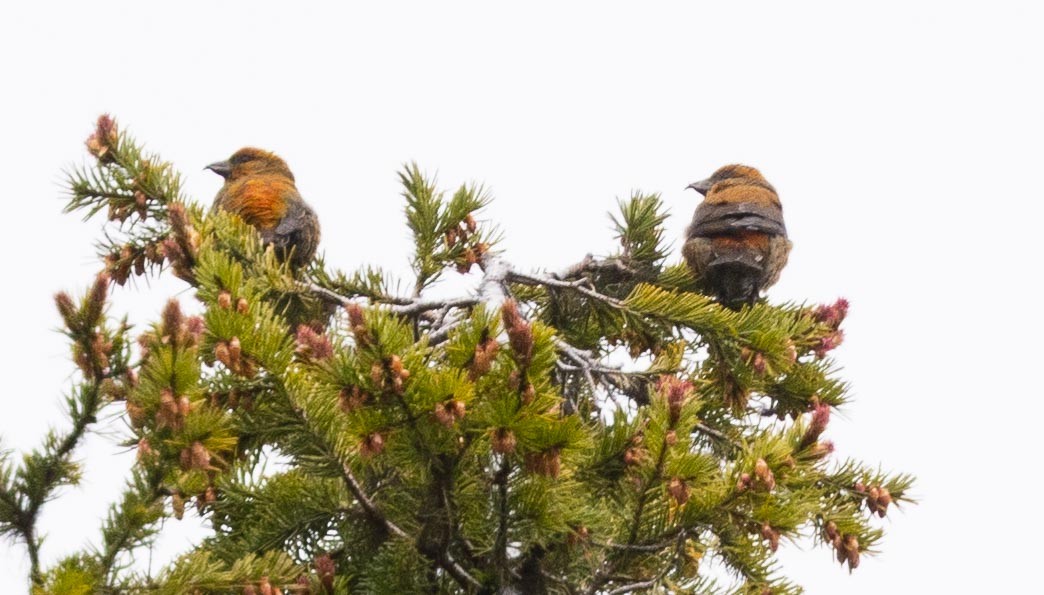 Red Crossbill - ML457937191