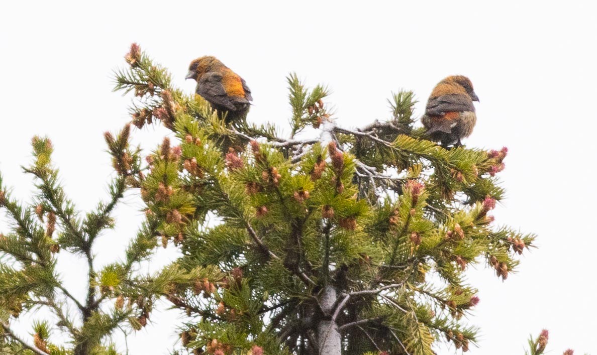 Red Crossbill - ML457937211