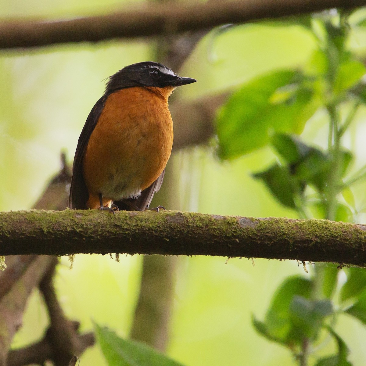 Mountain Robin-Chat - Werner Suter