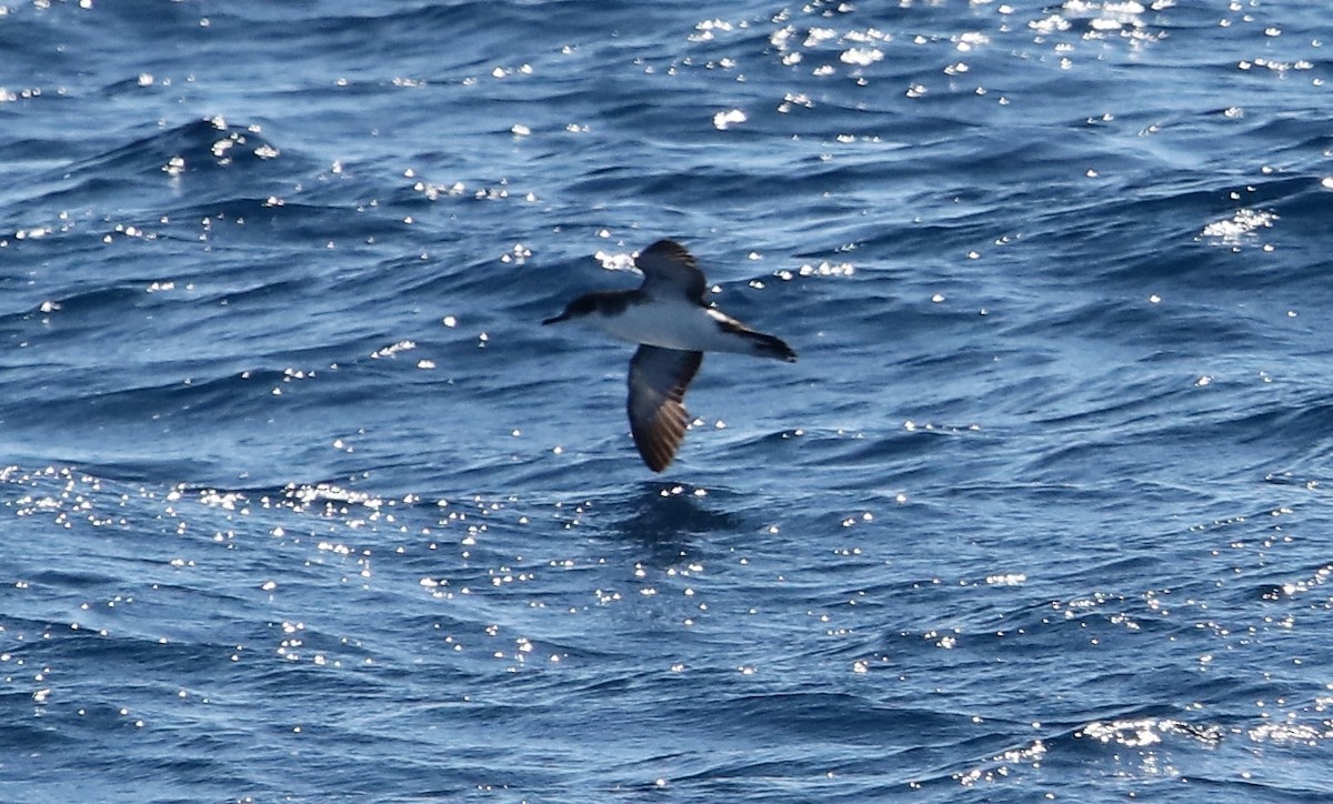 Manx Shearwater - Jeff Sexton