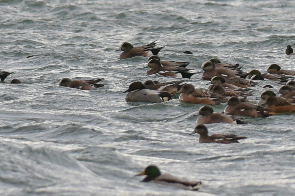 Falcated Duck - Mike Charest