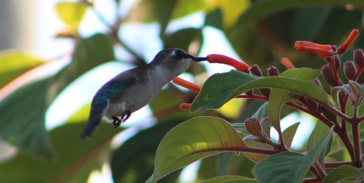 Colibrí Zunzuncito - ML457941571