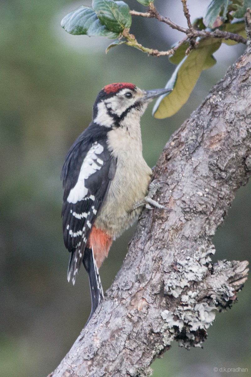 Himalayan Woodpecker - ML457942911