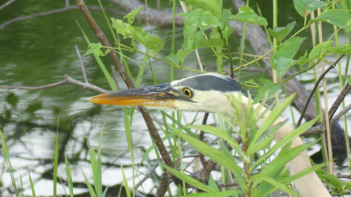 Great Blue Heron - ML457943291