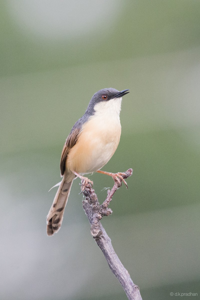 Ashy Prinia - ML457943511