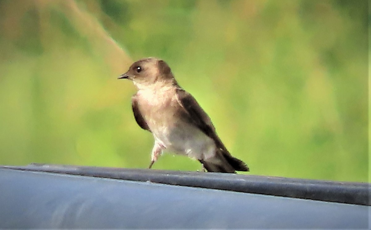 Northern Rough-winged Swallow - ML457943761