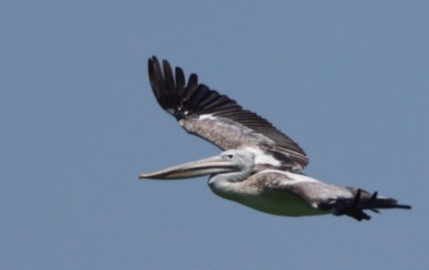 Spot-billed Pelican - Vaishnav D
