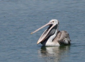 pelikán skvrnozobý - ML457944631