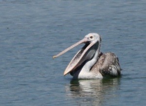 Spot-billed Pelican - ML457944631