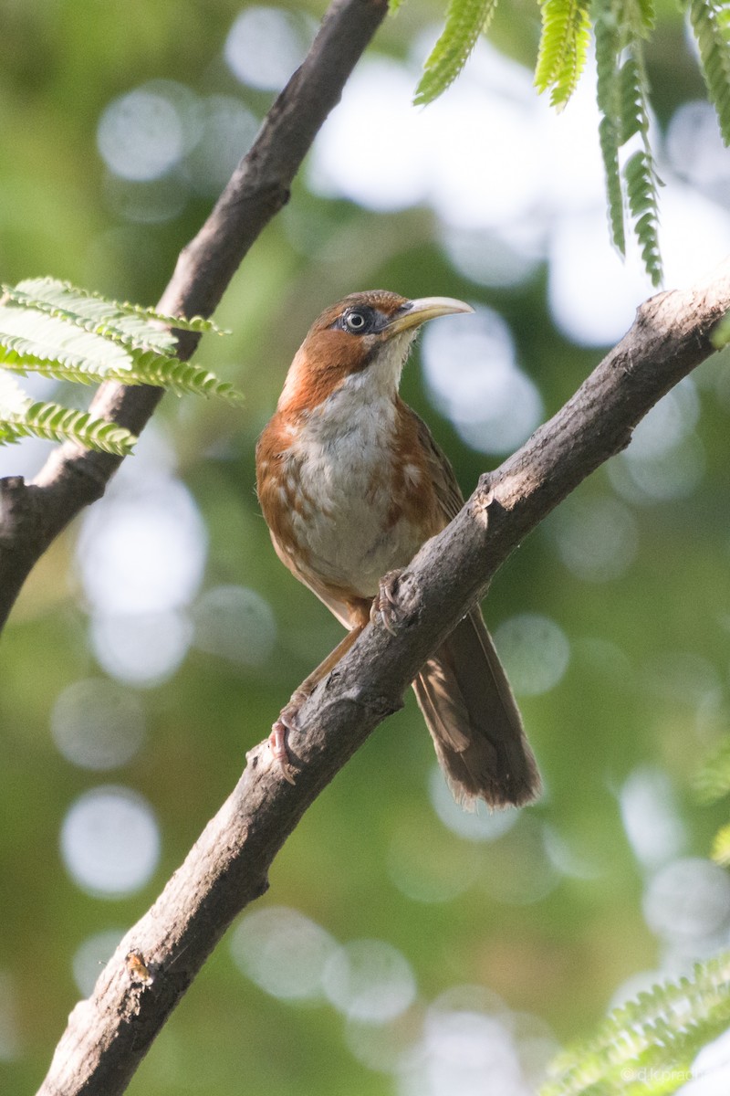 Rusty-cheeked Scimitar-Babbler - ML457944681