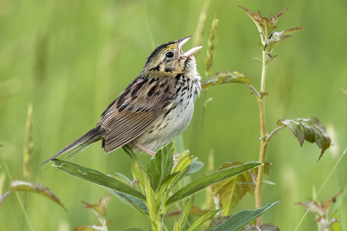 Henslow's Sparrow - Don Danko