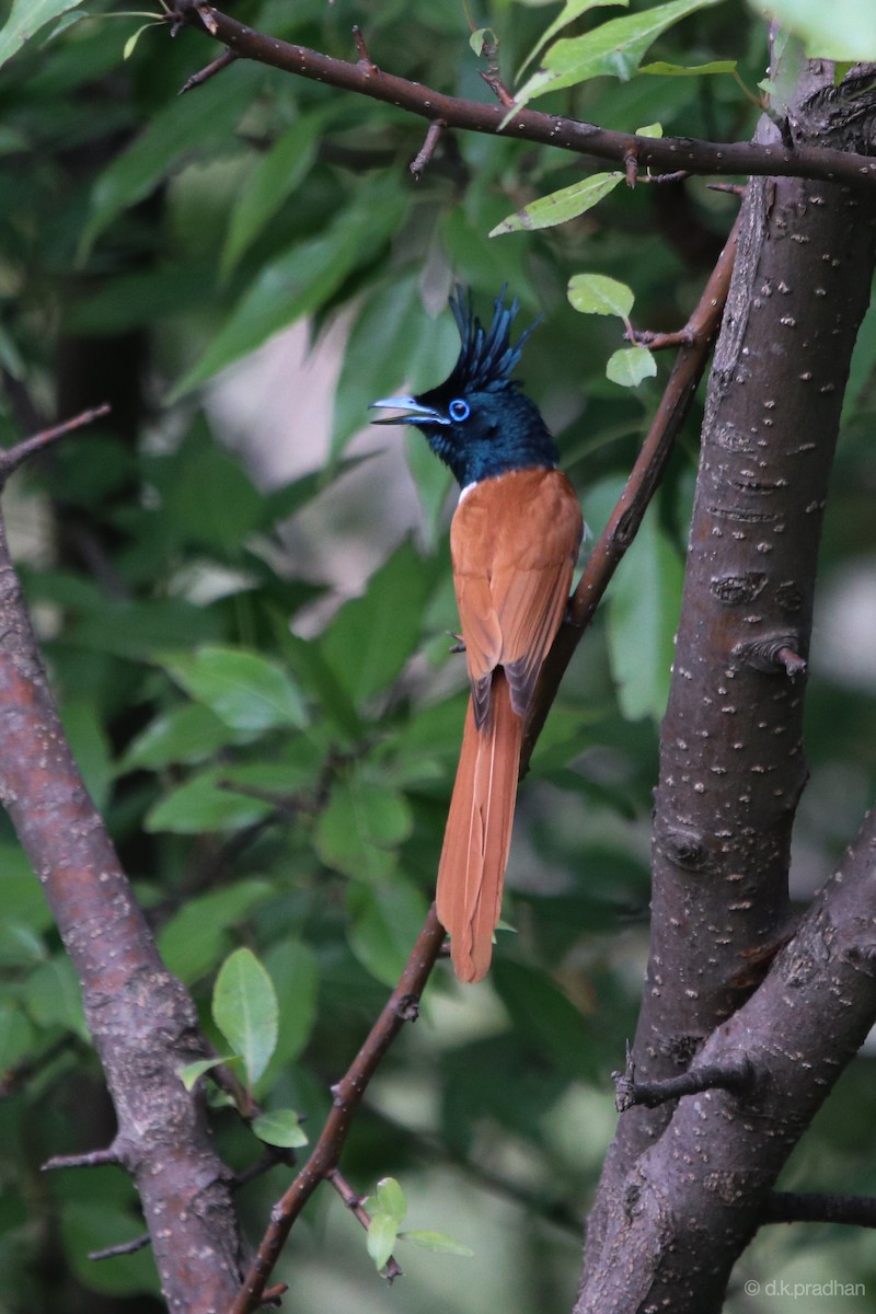 Indian Paradise-Flycatcher - ML457945851