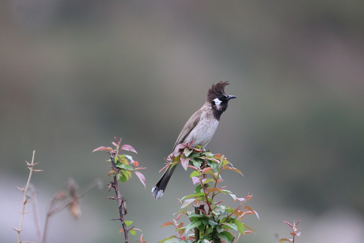 Bulbul à joues blanches - ML457946391