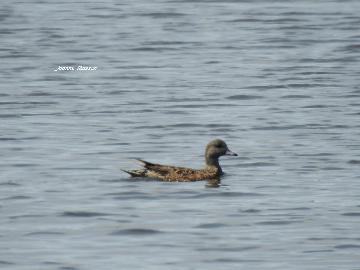 American Wigeon - ML457946481