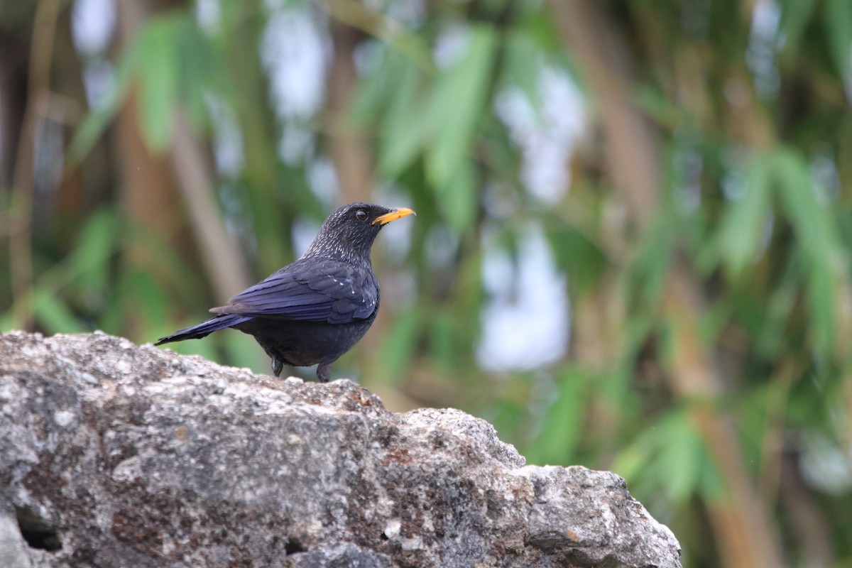 Blue Whistling-Thrush - ML457946551