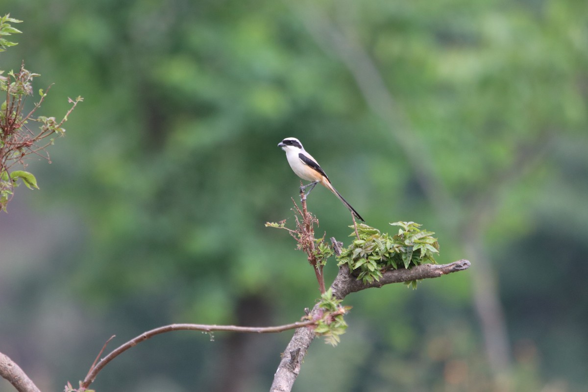 Bay-backed Shrike - ML457947061