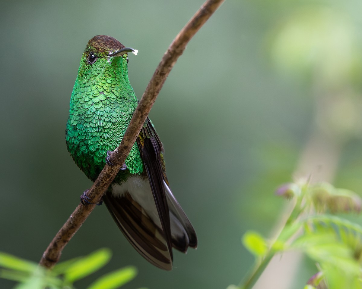 Coppery-headed Emerald - ML457947221