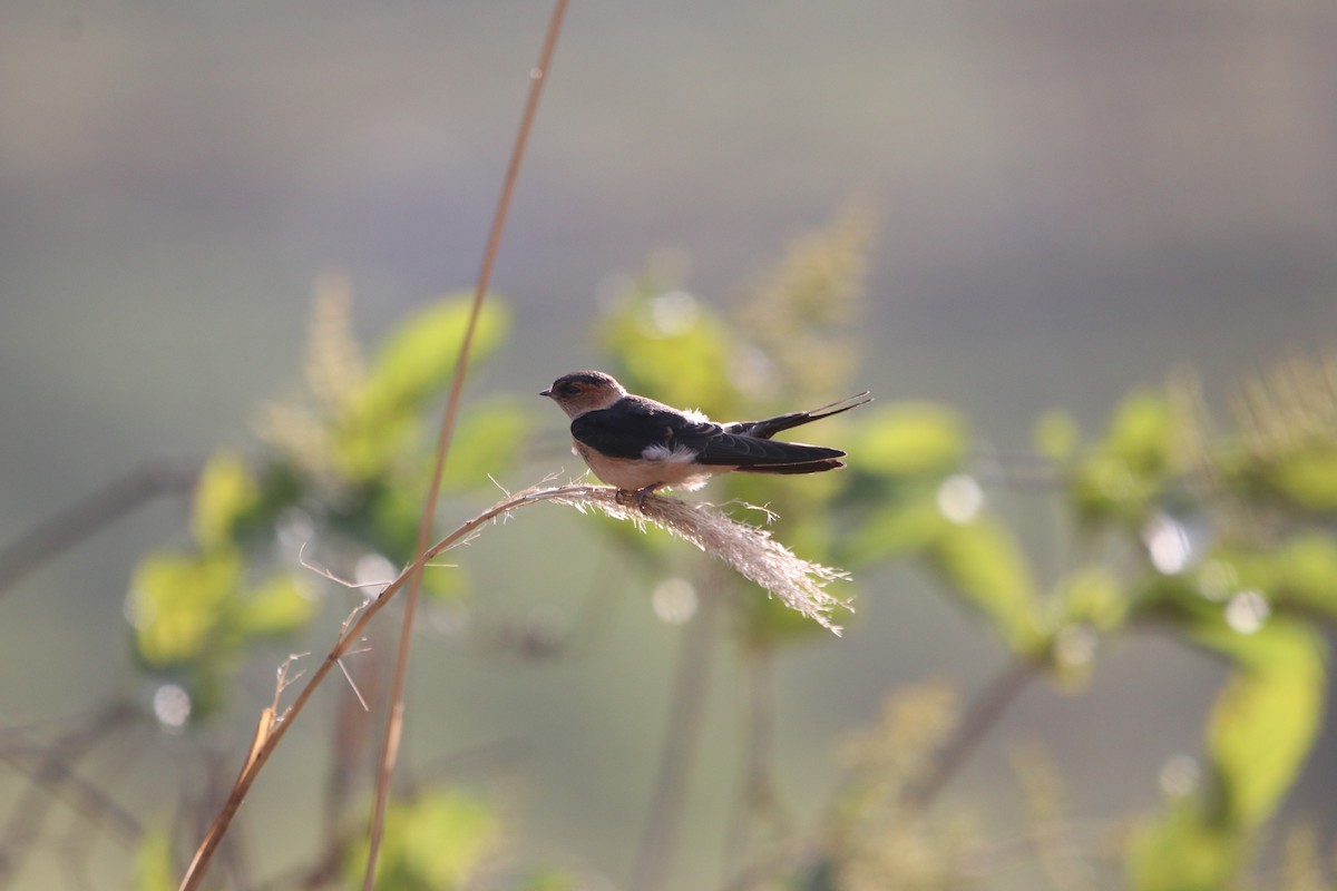 Red-rumped Swallow - ML457947341