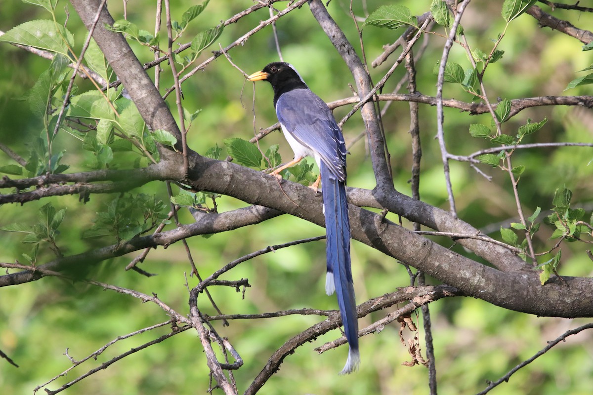 Yellow-billed Blue-Magpie - ML457947801